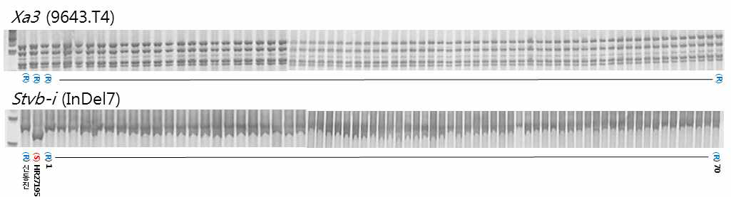 Xa3 및 Stvb-i 저항성 유전자 연관 분자표지 검정