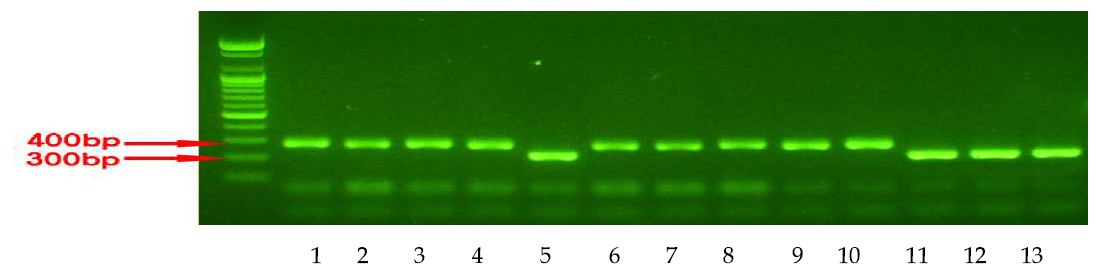 Bph3 유전자 마커 RM586의 PCR 수행결과