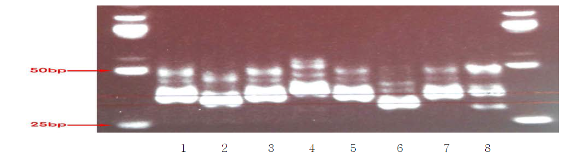 Bph18 유전자 마커 RM3331 PCR 수행결과
