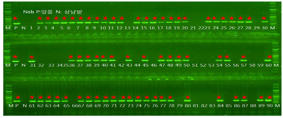 저항성유전자 연관 DNA마커(Nsb)를 이용한 저항성 유전자 확인(Pib)