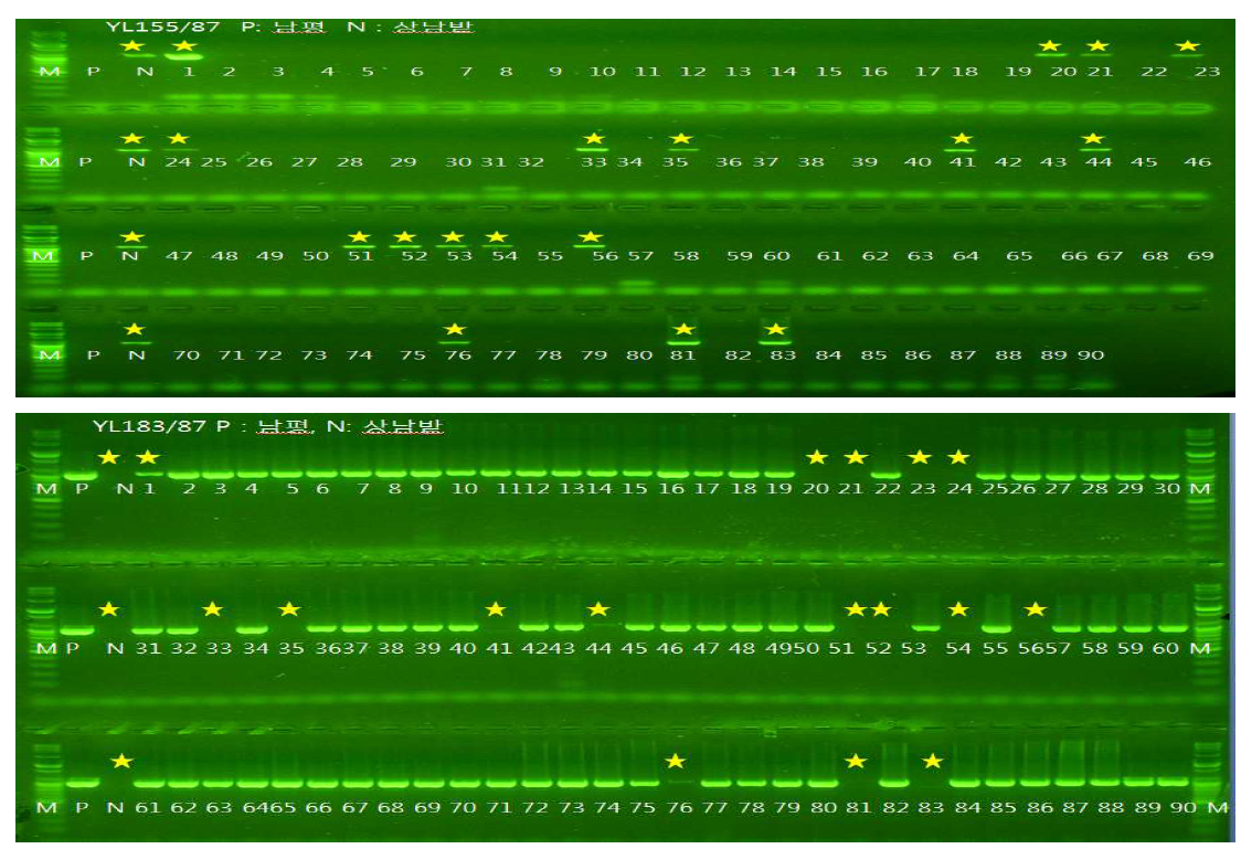저항성유전자 연관 DNA마커(YL183/87, YL155/87)를 이용한 저항성 유전자 확인(Pita)