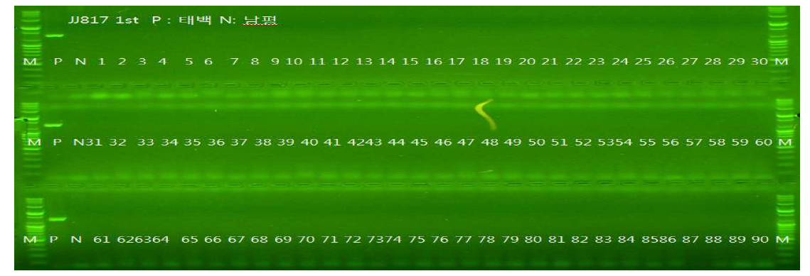 저항성유전자 연관 DNA마커(JJ817)를 이용한 저항성 유전자 확인(Pi5)