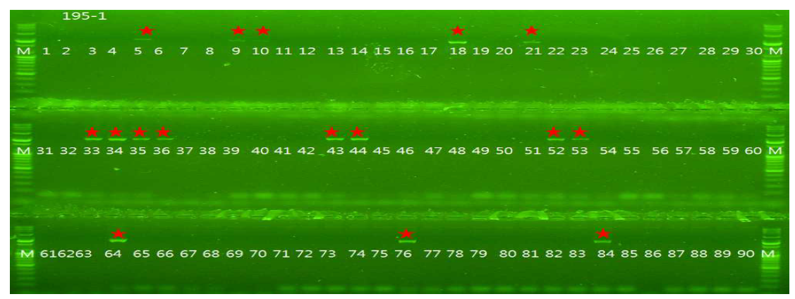 저항성유전자 연관 DNA마커(195-1)를 이용한 저항성 유전자 확인(Pi9)