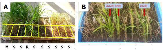 Reaction to BPH at seedlings in NICS (A) and IRRI (B)