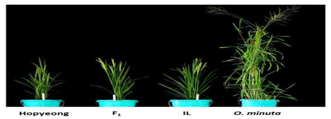 Plant morphology of a F1 hybrid developed from the cross between Hopyeong and the introgression line, IR77981-19-7-B(RDA 21) derived from BBCC genome wild species