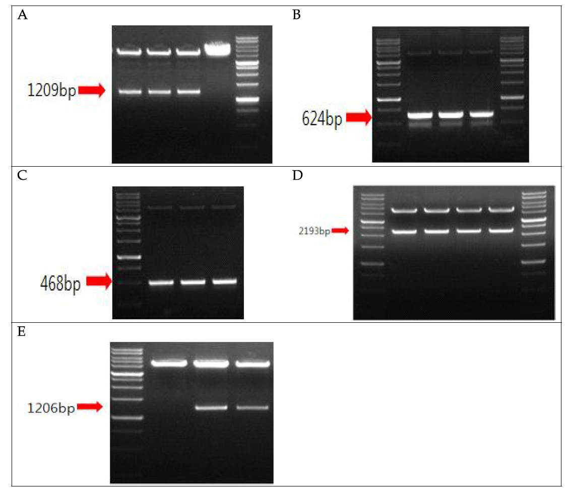 Cloning of genes encoding biomarkers candidates with pcold I vector