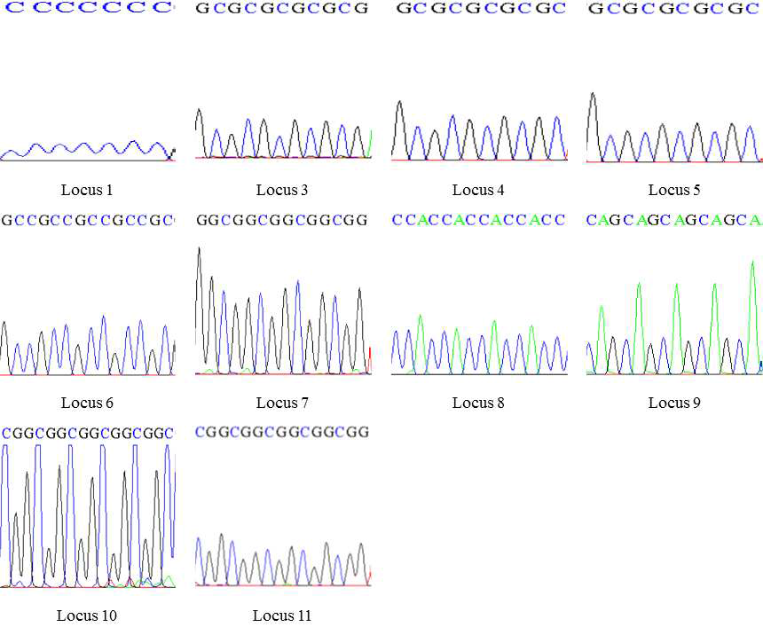 PCR 증폭산물의 sequencing을 통한 MLSSR 반복서열 확인
