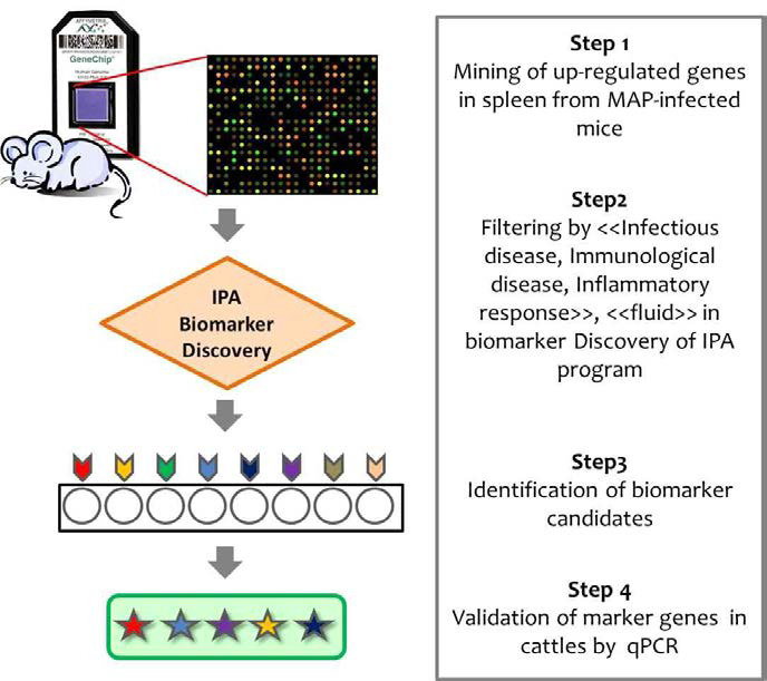 마우스 모델에서 biomarker 후보 물질 선발 전략