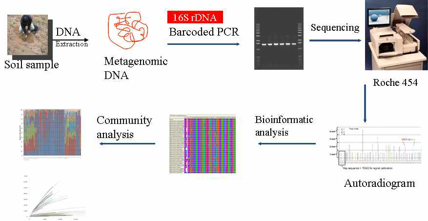 Pyrosequencing 분석 과정