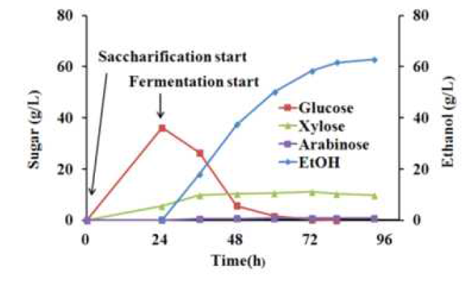 Glucan 12% 기질조건에서 발효시간에 따른 당 및 에탄올 농도