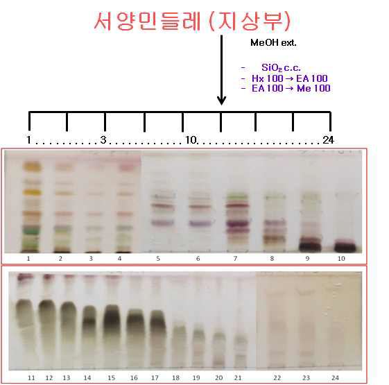서양민들레의 박층크로마토그래피(TLC) 분석