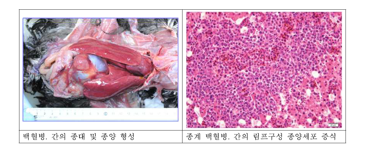 종계 백혈병 육안병변 및 조직병변
