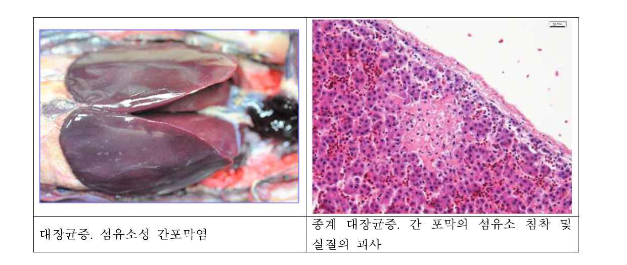 종계 대장균증 육안병변 및 조직병변