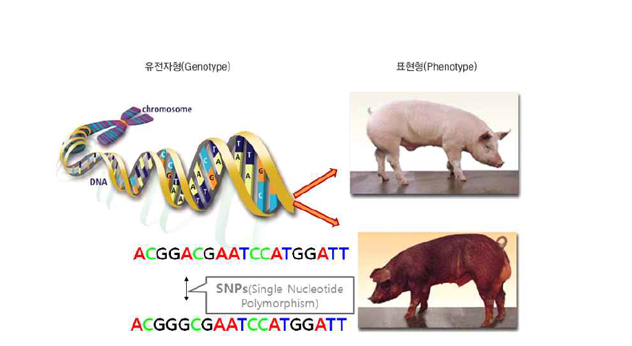 SNP의 활용 예