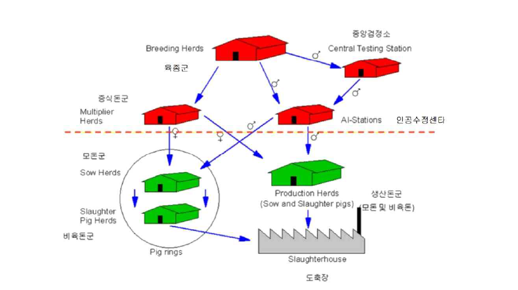 덴마크 돼지 생산체계