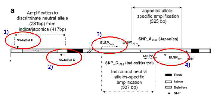 InDel insertion/deletion 부위를 이용한 마커개발