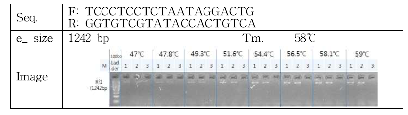 Rf1 프라이머 정보 및 PCR 조건 탐색