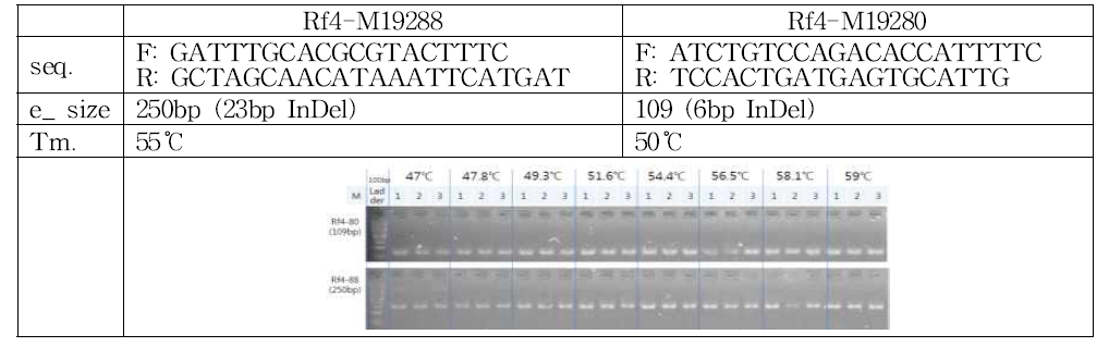 Rf4-M19288, Rf4-M19280 프라이머 정보 및 PCR 조건