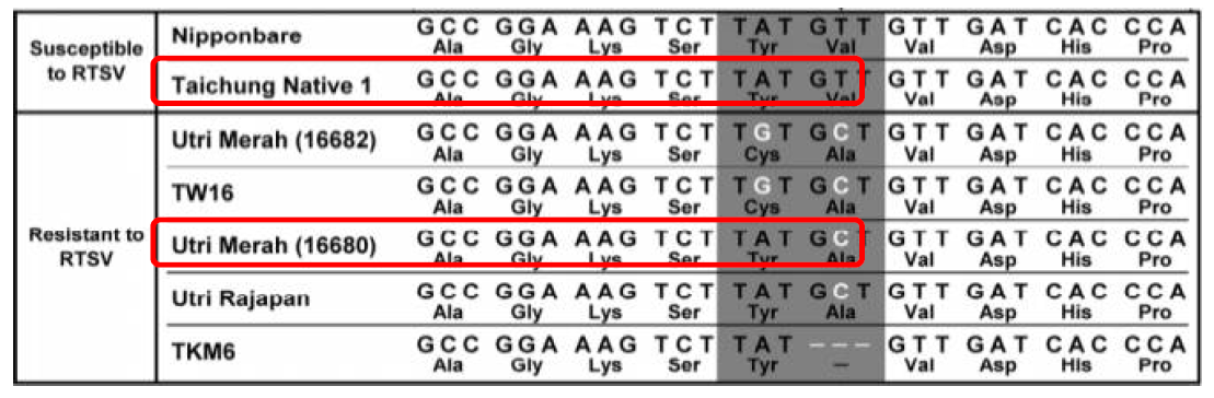 Single nucleotide detection between susceptible and resistant lines of RTSV