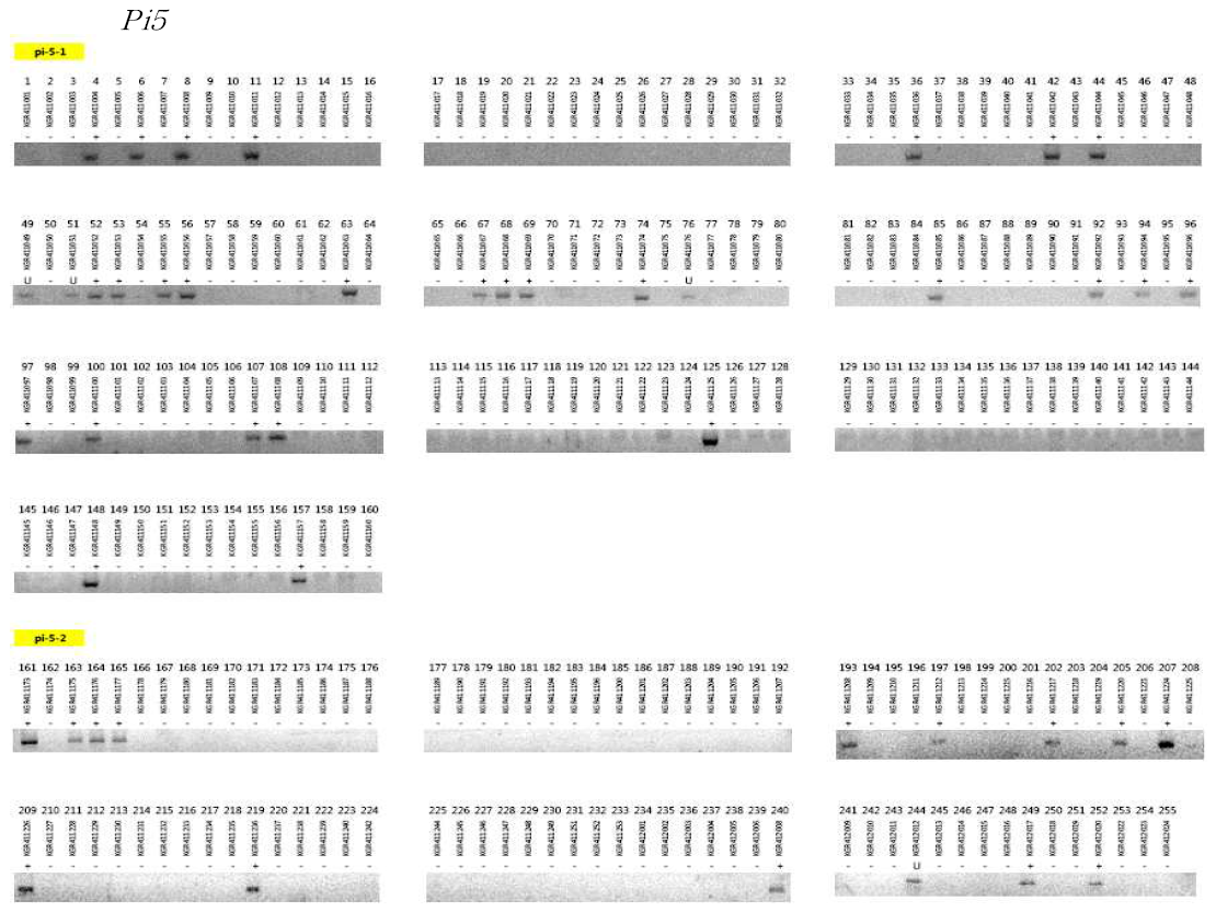 (Pi5) 마커 분석 결과