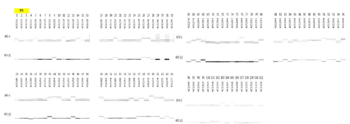 Rf3 : DRRM-RF3-5, DRRM-RF3-10 분석 결과