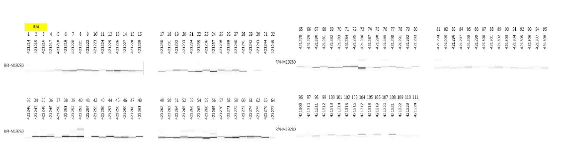 Rf4 : Rf4-M19288 분석 결과