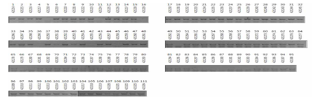 2년차 유전자원 계통 111점에 대한 Pib 유전자 마커 선발 결과