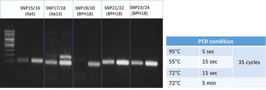 HRM_SNP 분석을 위한 최적의 PCR 조건