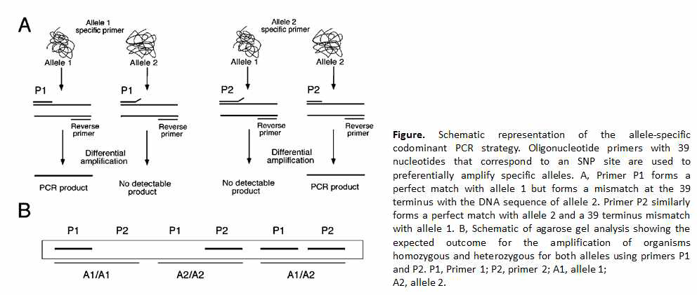 Allele-specific PCR 마커의 기본 개념