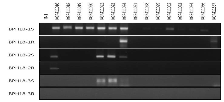 Allele-specific PCR 분석을 통한 BPH18(t) SNP 분석