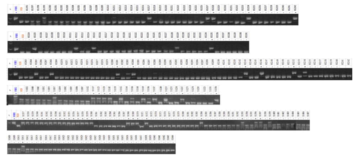 Polyacrylamide gel 상에서의 xa5 PCR 결과