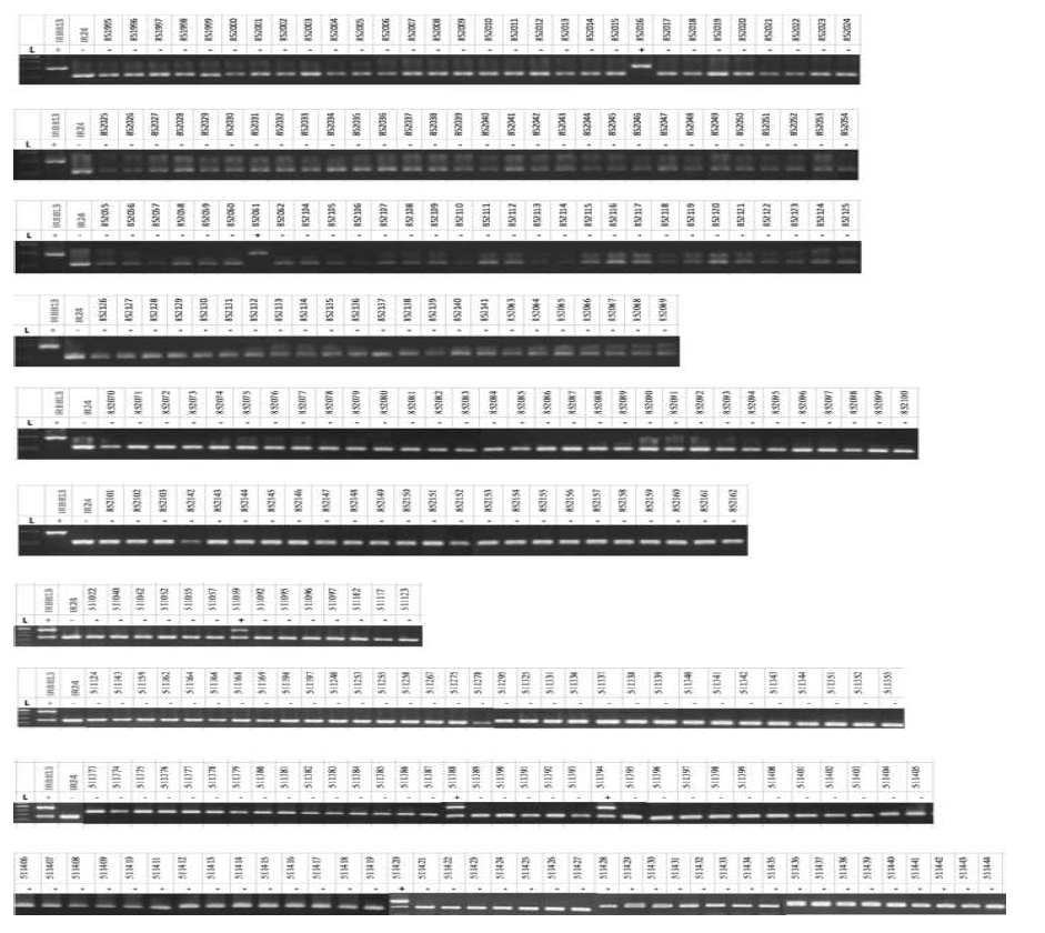 1% agarose gel 에서의 Xa13 PCR 결과