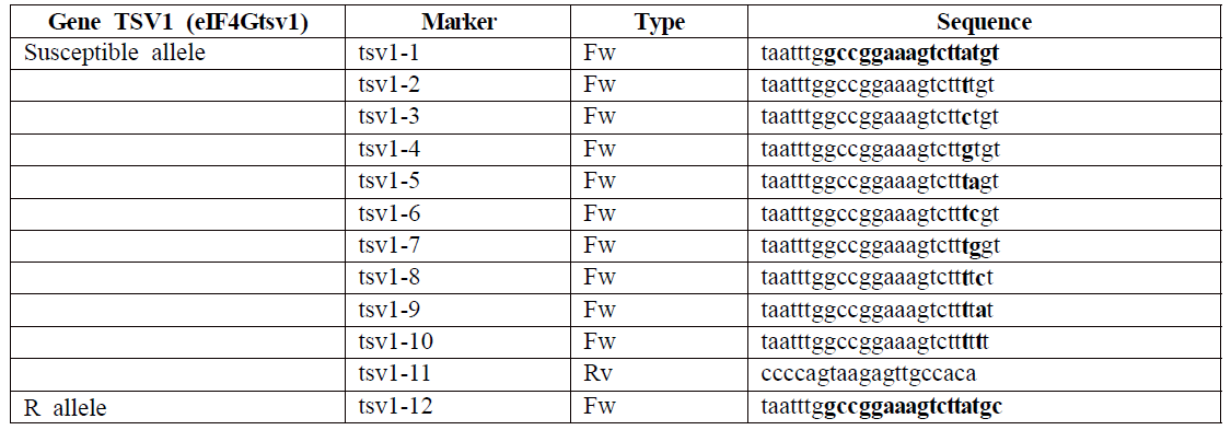 tsv1 유전자 저항성 및 감수성 계통 간의 SNP 차이를 기초로한 효율적 PCR 선발을 위한 primer 정보