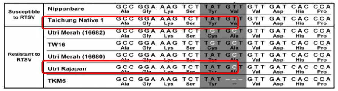 Single nucleotide detection between susceptible and resistant lines of RTSV