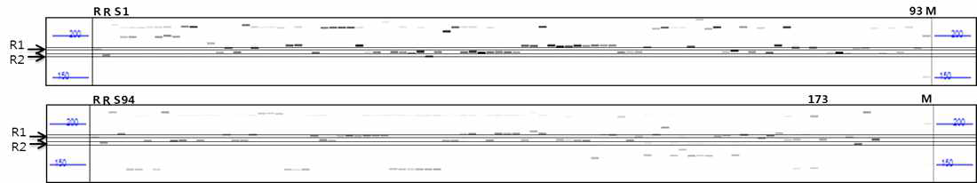 Wbph 저항성을 확인하기 위한 173개의 육성계통 및 유전자원의 fragment analysis 분석 결과