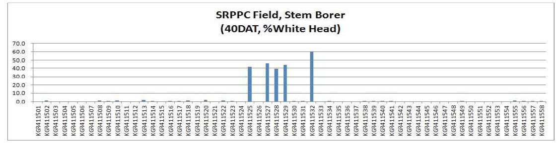 베트남 남부(SRPPC) 생물검정포에서 Stem borer 에 의한 백수 발생주율