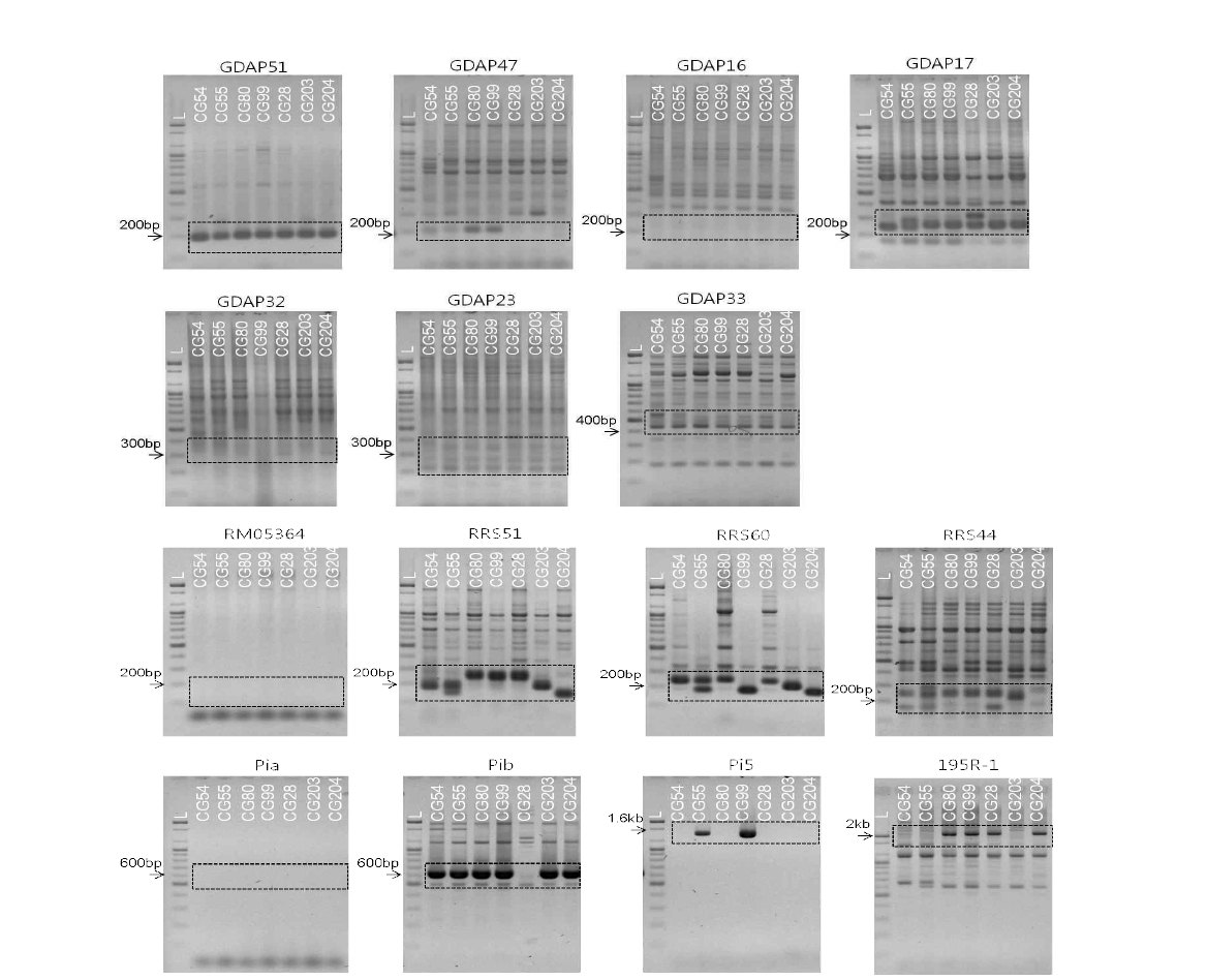 도열병 저항성유전자/분자마커 이용 양친 다형성조사. CG54: 보람찬, CG55: IR73678, CG80: IR64D518-6-6, CG99: IR64D518-6-106 CG28: 가야, CG203: Tetep, CG204: 한아름