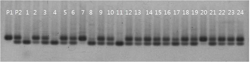 Boramchan/IR73678-69-B F2 세대에서 RRS60 마커의 유전자형 조사. P1: Boramchan, P2: IR73678-69-B