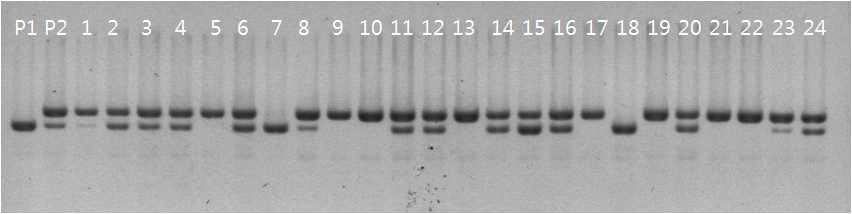 Boramchan/IR73678-69-B F2 세대에서 pBPH21 마커의 유전자형 조사. P1: Boramchan, P2: IR73678-69-B