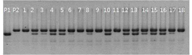 Boramchan/IR64D518-6-6 F2 세대에서 pBPH21 마커의 유전자형 조사. P1: Boramchan, P2: IR64D518-6-6