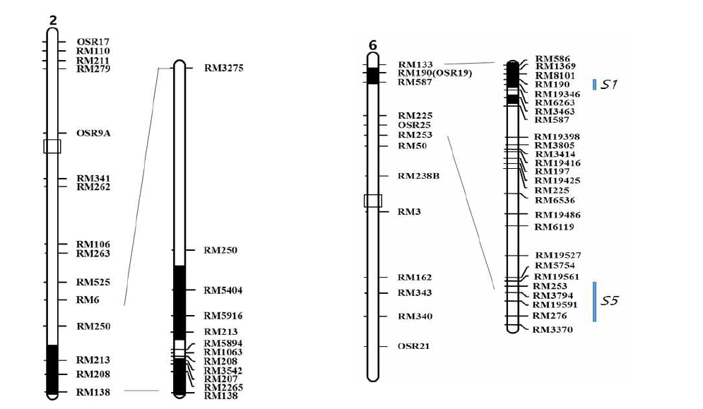 Graphical genotype of IL55.