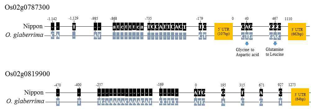 Sequence differences of two genes Os02g0787300 and Os02g0819900 between Nipponare and O.