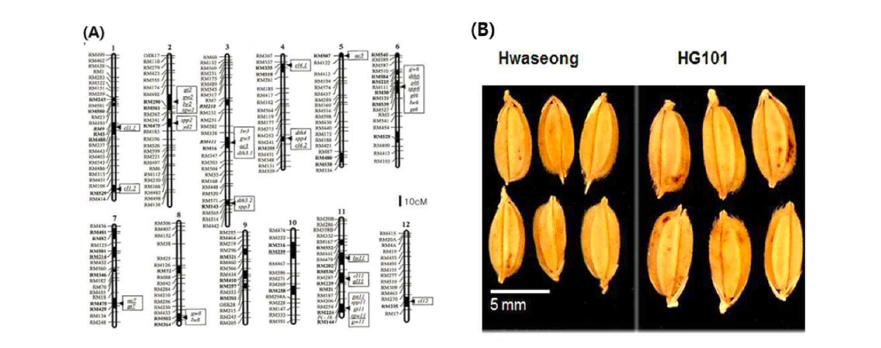 HG101의 양적형질 유전자좌(QTL) 분석 결과(A) 및 화성벼와 HG101의 종자 크기 비교(B)