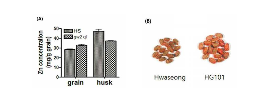 화성벼와 HG101의 현미 및 왕겨의 아연함량(A)과 종자크기(B)의 비교