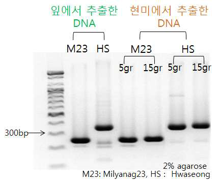 잎과 종자에서 추출한 DNA 검정