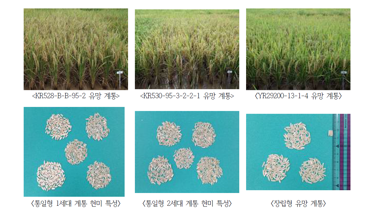 주요 유망계통 포장 사진 및 현미 외관 특성