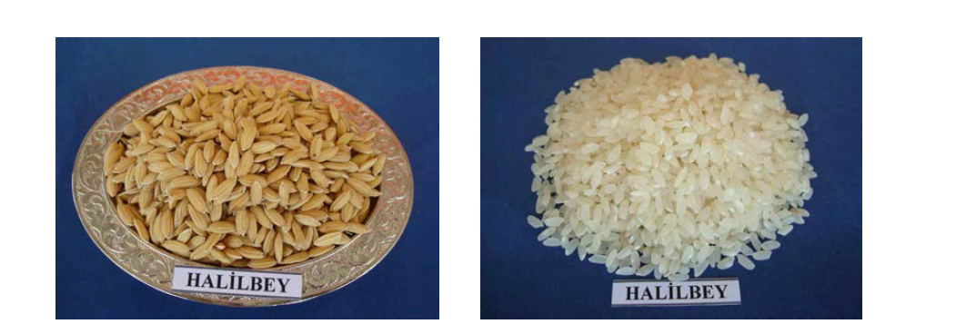 터어키 육성품종의 정조 및 현미 모습 (품종명 : Halilbey)