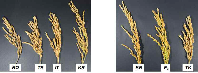 주요 교배친 및 F2의 이삭 모양
