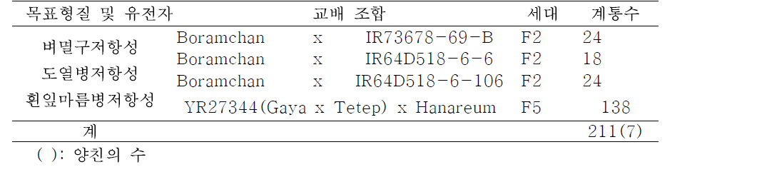 다수성 계통 간 조합 육성후대(Set #1)