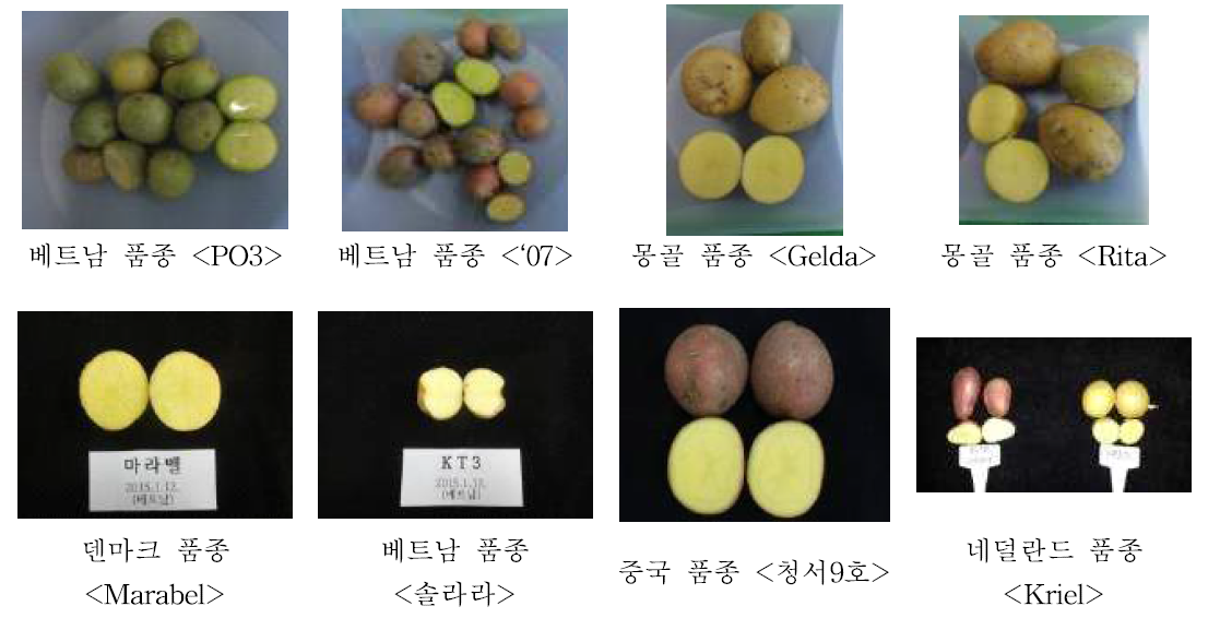 수집된 감자 유전자원의 괴경 및 육색